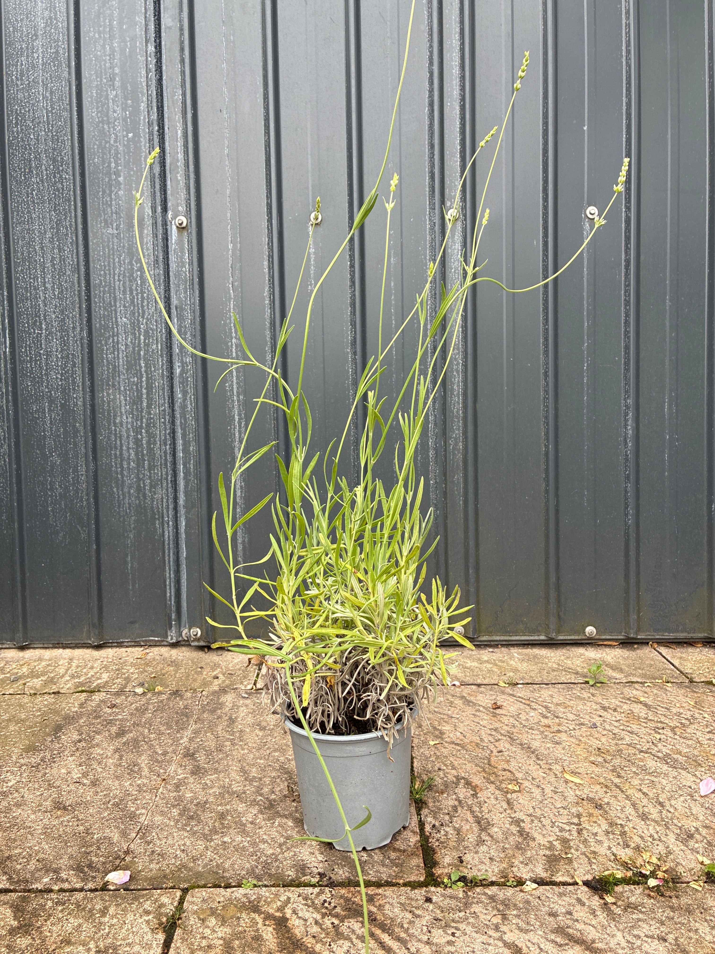 Echter Lavendel / Lavandula angustifolia